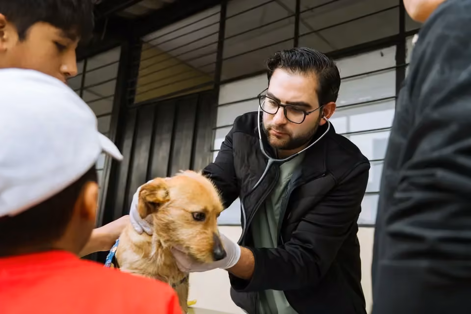 Una mascota en la jornada de esterilización