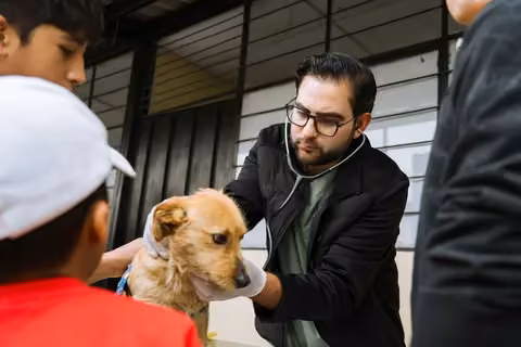 Esterilización a mascotas y colada morada · fotografía 1